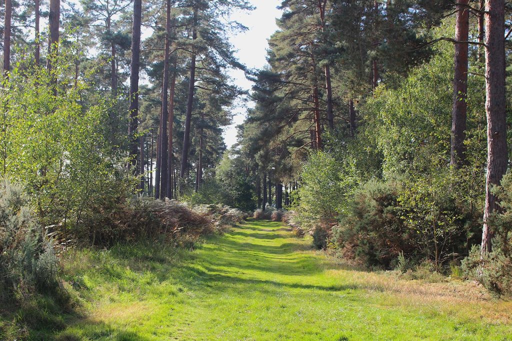Filming Location in Southern England for Evergreen Woodland