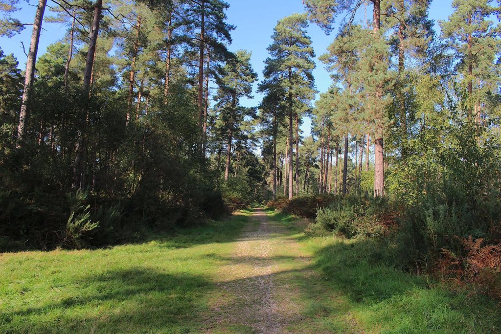 Filming Location in Southern England for Evergreen Woodland