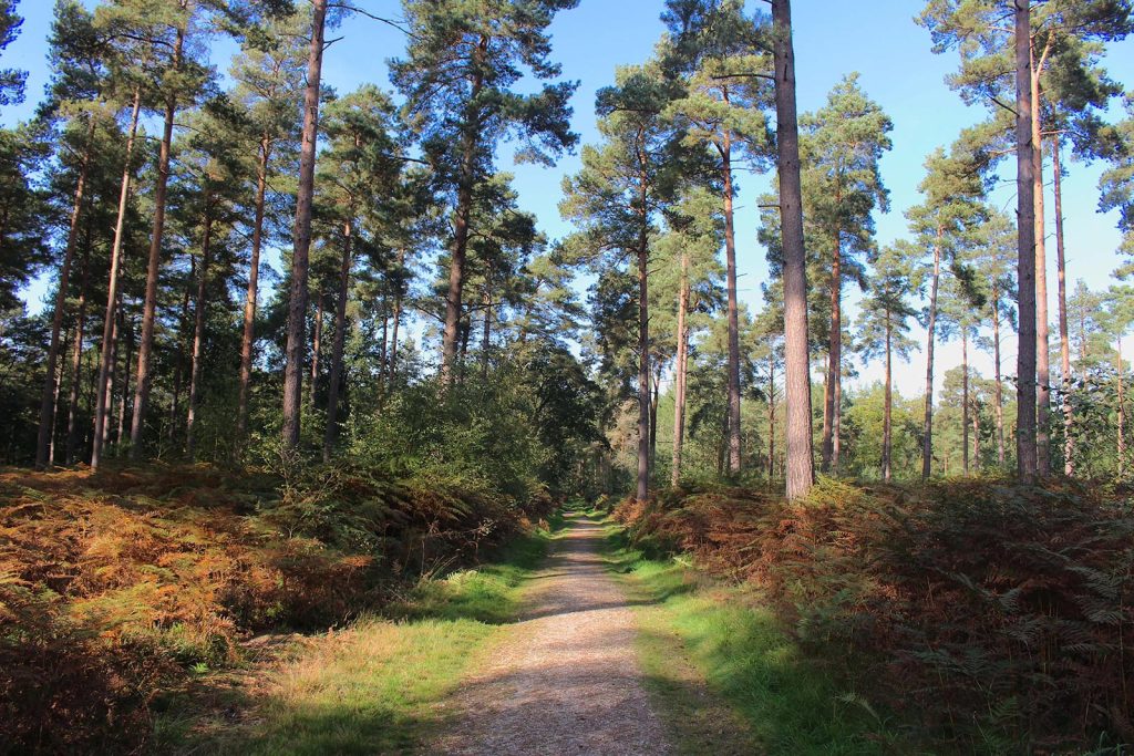 Evergreen Woodland Filming Location in Southern England