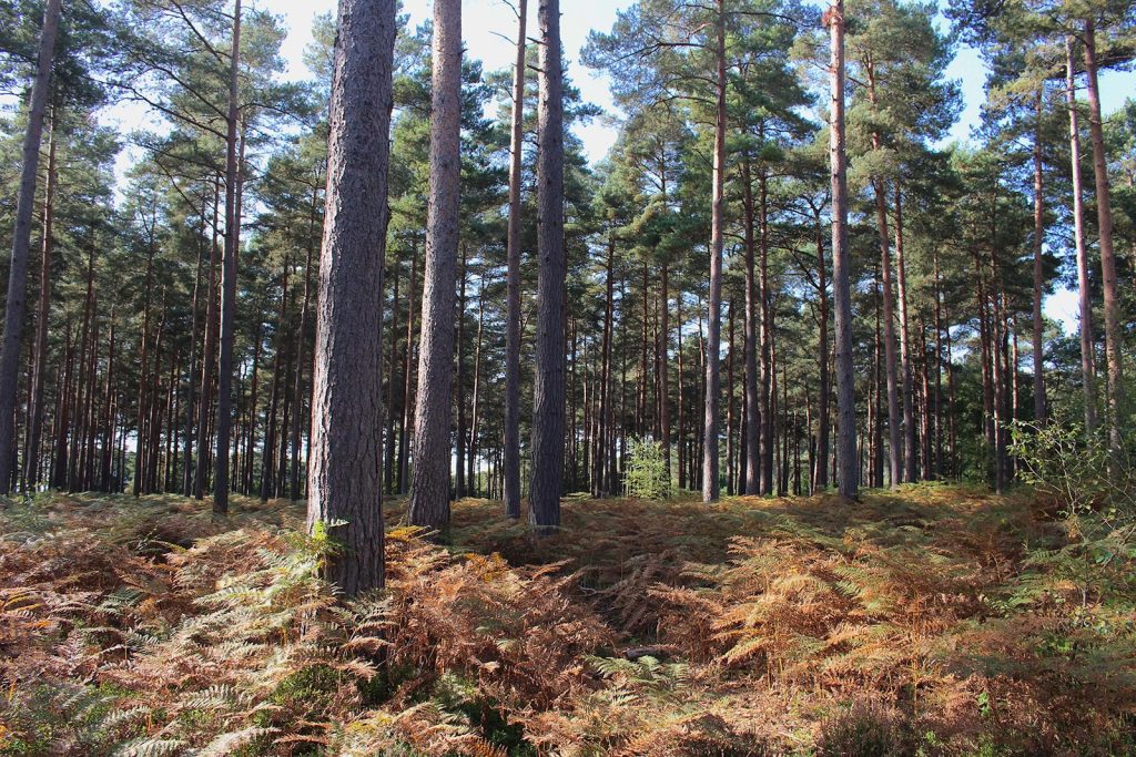 Evergreen Woodland Filming Location in Southern England