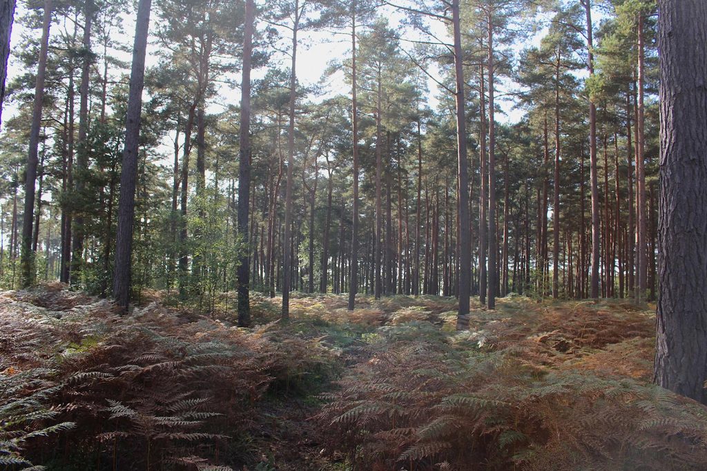 Evergreen Woodland Filming Location in Southern England