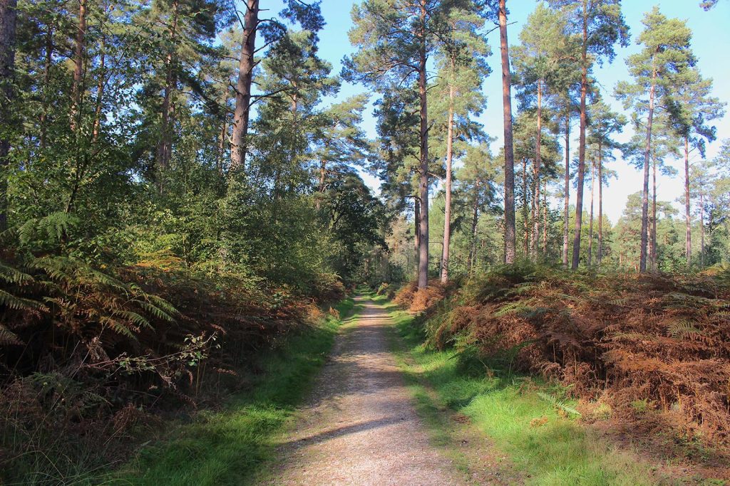 Evergreen Woodland Filming Location in Southern England