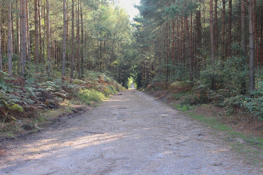 Evergreen Woodland Filming Location in Southern England