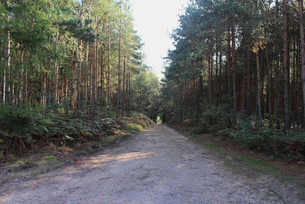 Evergreen Woodland Filming Location in Southern England