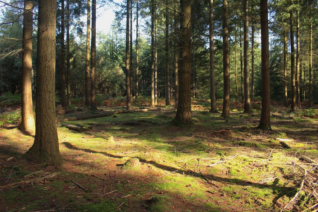 Evergreen Forest Filming Location in Southern England