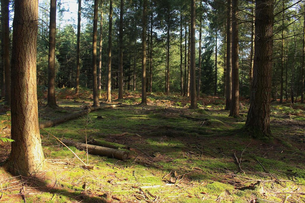 Evergreen Forest Filming Location in Southern England
