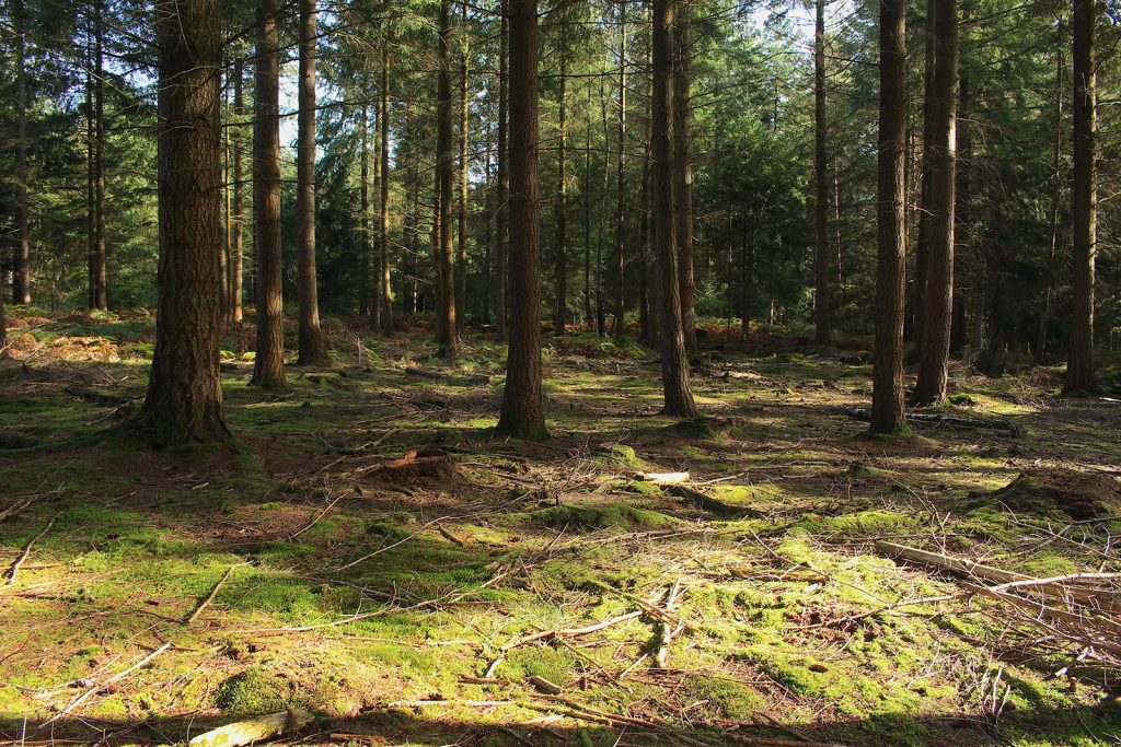 Evergreen Forest Filming Location in Southern England