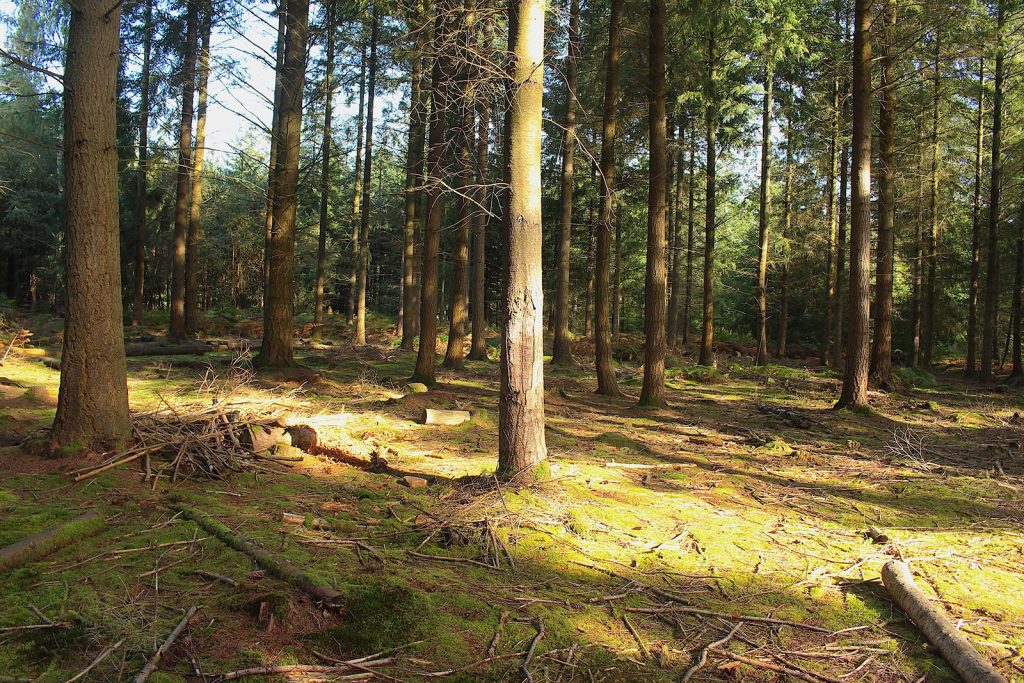 Evergreen Forest Filming Location in Southern England