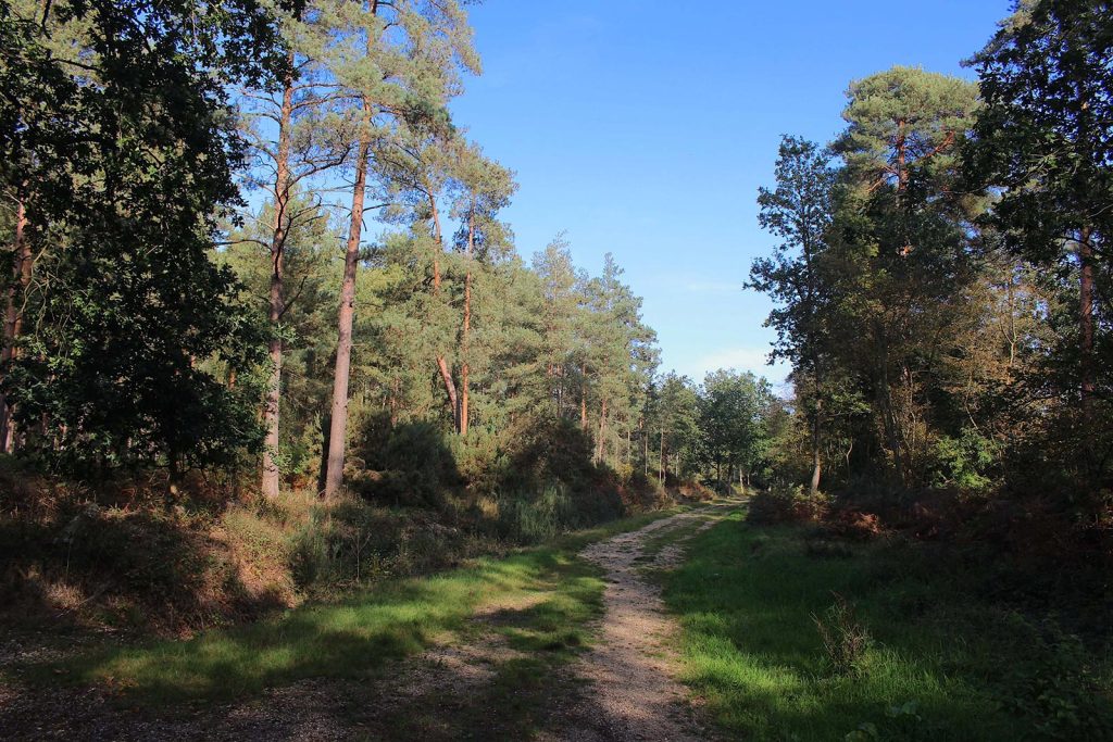 Evergreen Forest Filming Location in Southern England