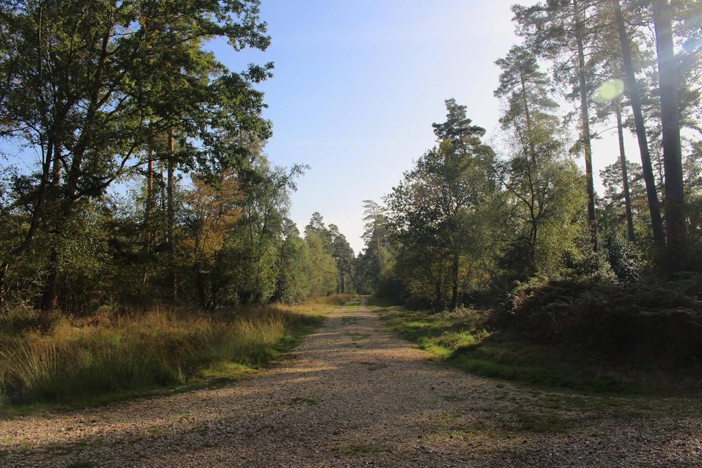 Evergreen Forest Filming Location in Southern England