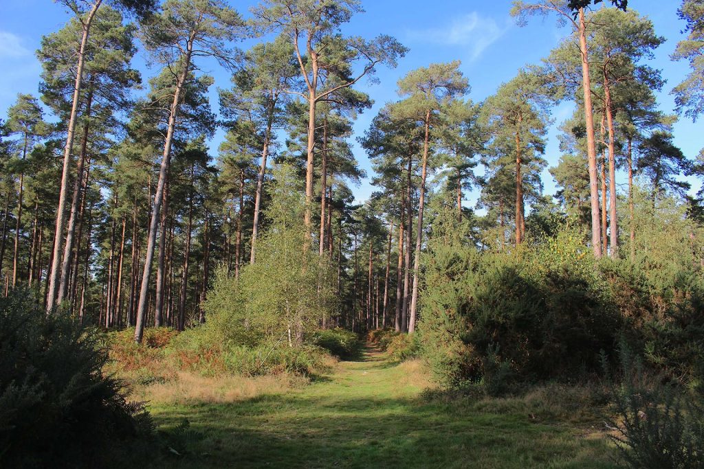 English Evergreen Forest Filming Location