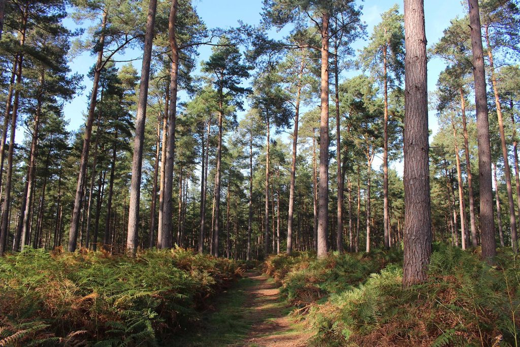English Evergreen Forest Filming Location