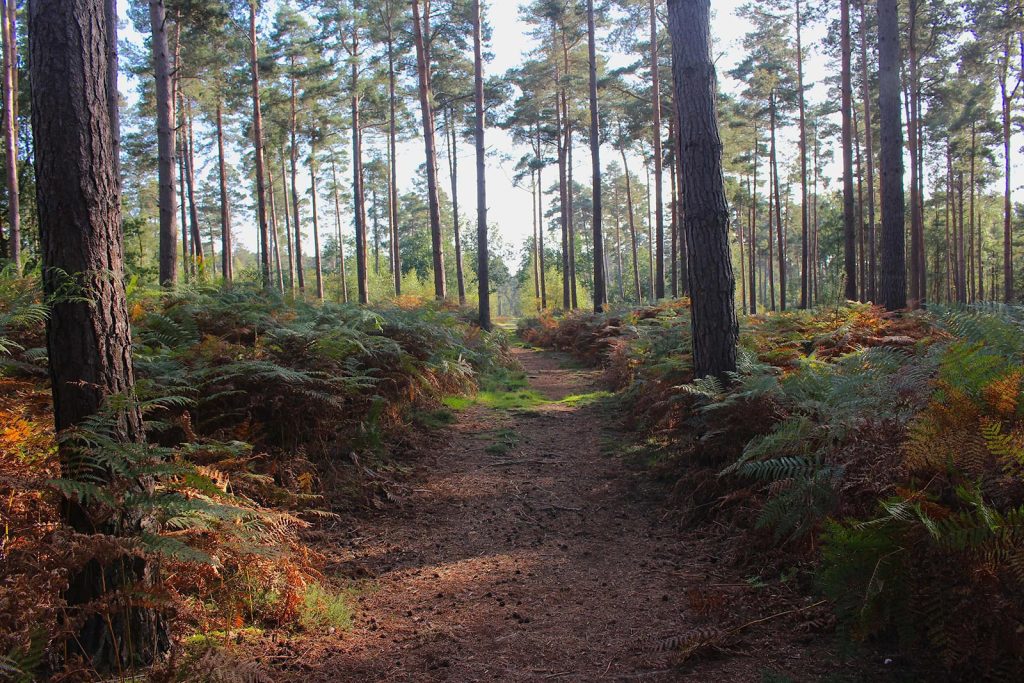 English Evergreen Forest Filming Location