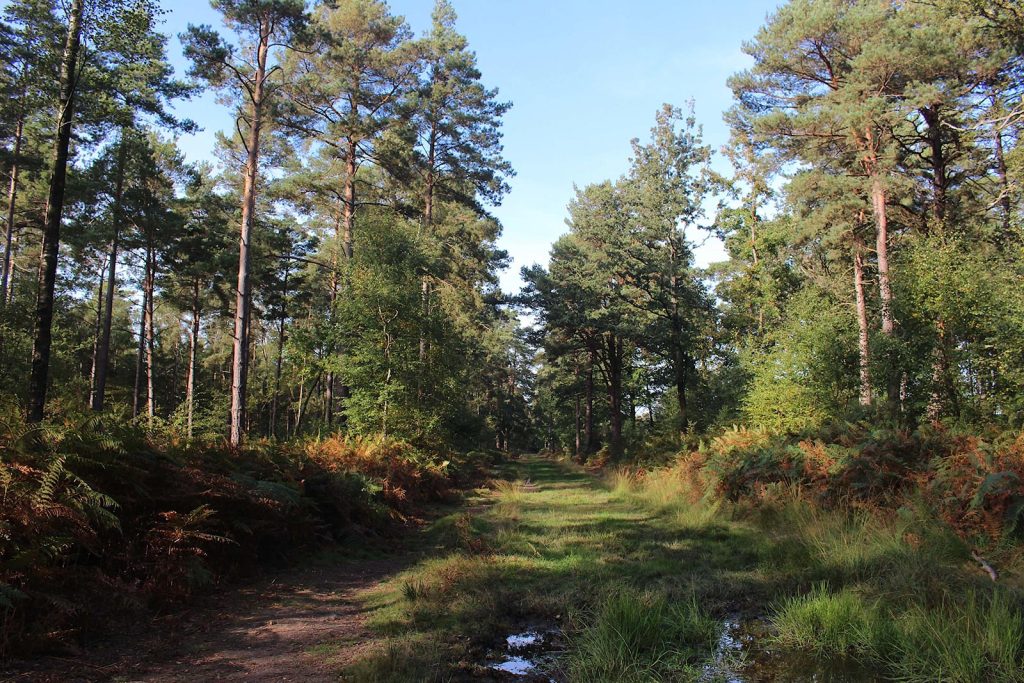 English Evergreen Forest Filming Location