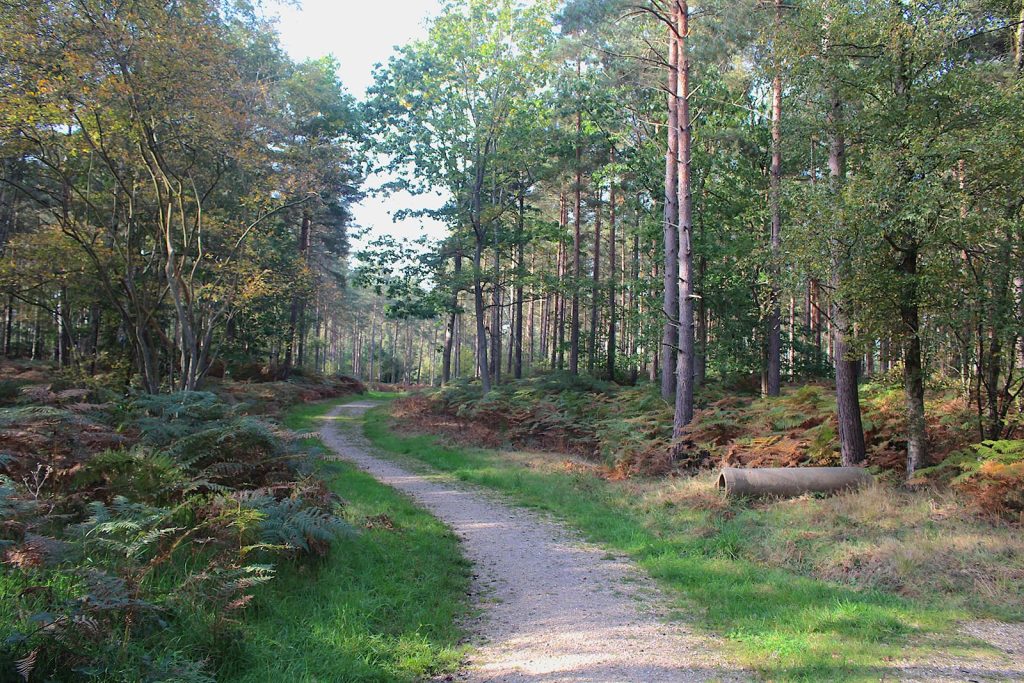 English Evergreen Forest Filming Location