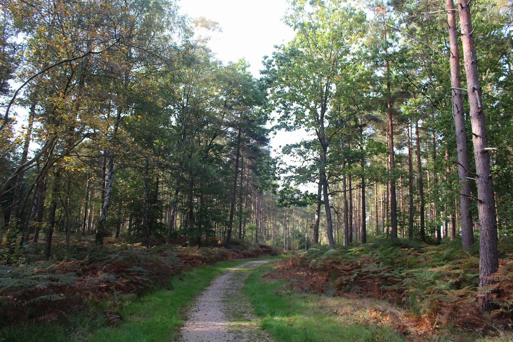 English Evergreen Forest Filming Location