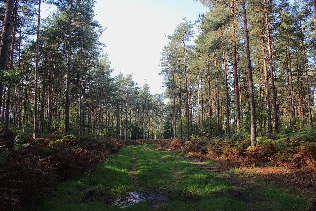 Evergreen Forest Filming Location England