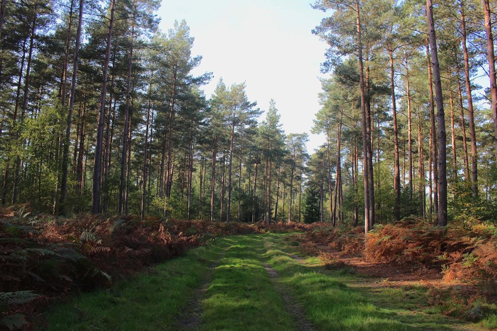 Evergreen Forest Filming Location England