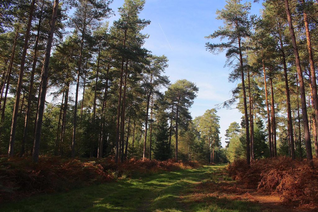 Evergreen Forest Filming Location England