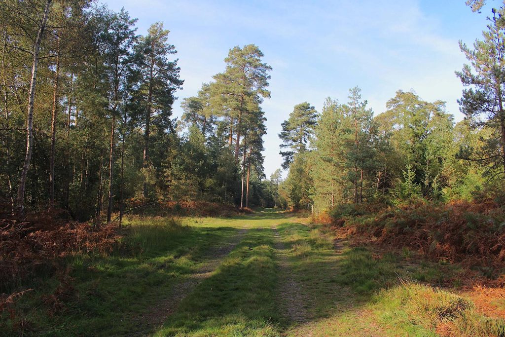 Evergreen Forest Filming Location England